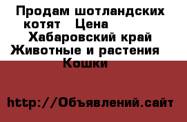 Продам шотландских котят › Цена ­ 6 000 - Хабаровский край Животные и растения » Кошки   